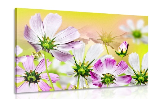 Obraz letné kvety - 60x40