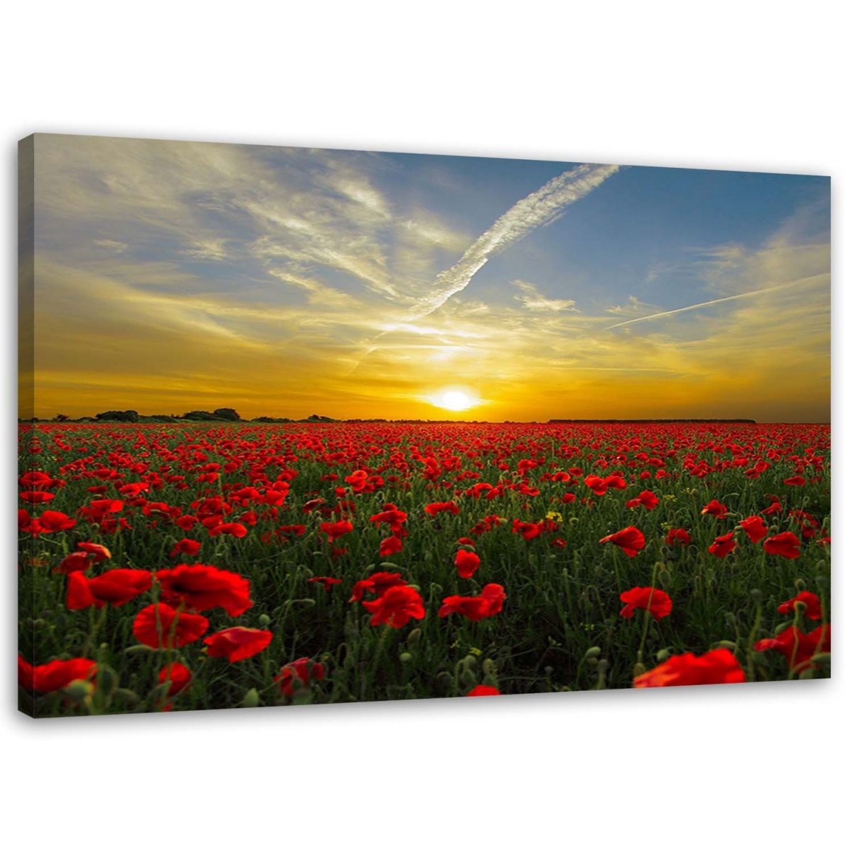 Obraz na plátně Červené vlčí máky při západu slunce - 100x70 cm